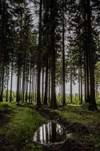 Sichtweisen Thüringer Wald