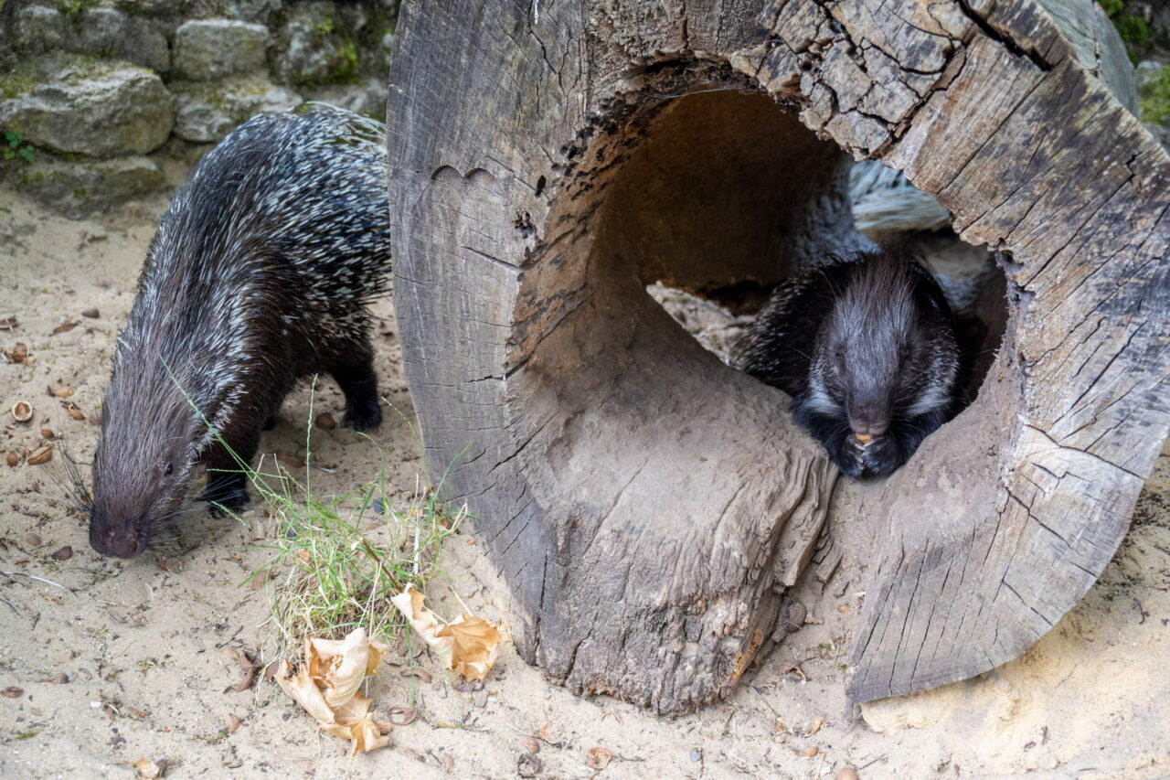 Der Tiergarten im thüringischen Eisenberg lädt kleine und große Besucher ein, den beheimateten Tieren ganz nah zu sein.