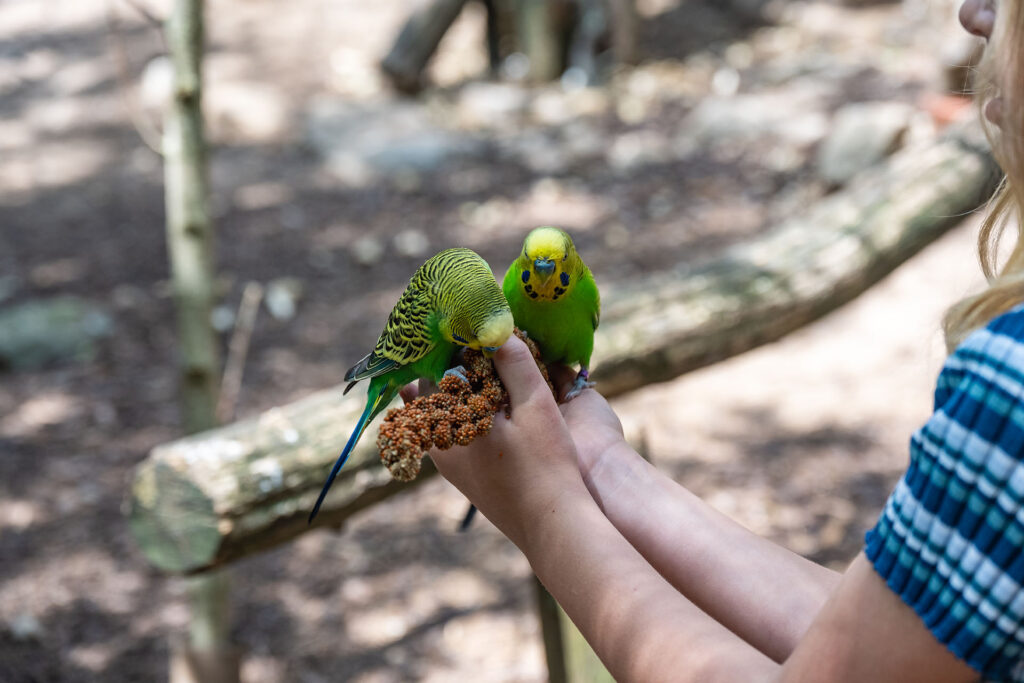 Ausflugsziele in Thüringen, Tiergarten Eisenberg.