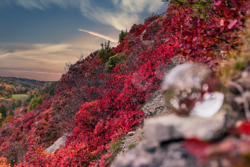 Perückensträucher Jena in ihrer herbstlichen Pracht